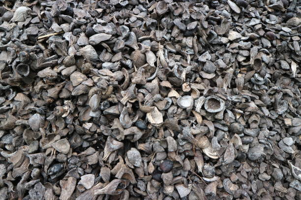 Environmental Initiative 1